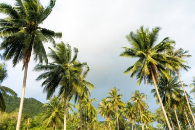 Palmiye bahçesi. Tropikal ormanda palmiye ağaçları. Tropiklerin ve sıcaklığın sembolü..