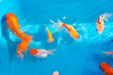 Dekoratif bir gölette renkli tropikal balıklar. Mavi arka planda turuncu dekoratif balık. Süslü balık sürüsü.