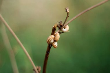 Makro fotoğraf, birkaç salyangoz tarlada çimlerin üzerinde sürünüyor..