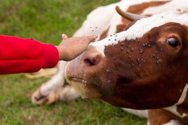 Kız çayırda dinlenen bir ineğin burnunu okşuyor. Sineklerin içindeki ineğin ağzı.