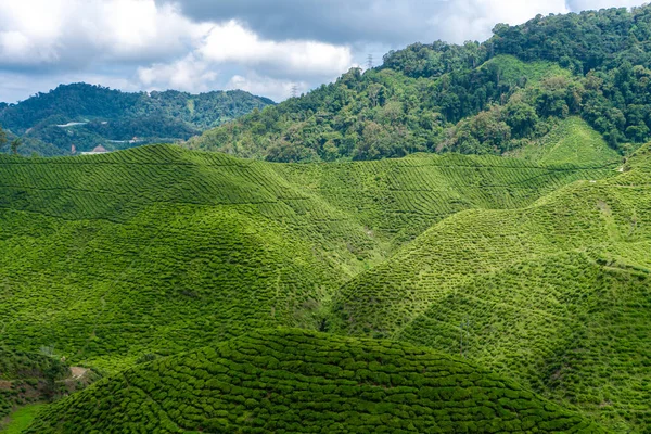 Tea plantations Cameron Valley. Green hills in the highlands of Malaysia. Tea production. Green bushes of young tea