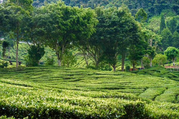 Plantations Thé Cameron Valley Collines Vertes Dans Les Hauts Plateaux — Photo