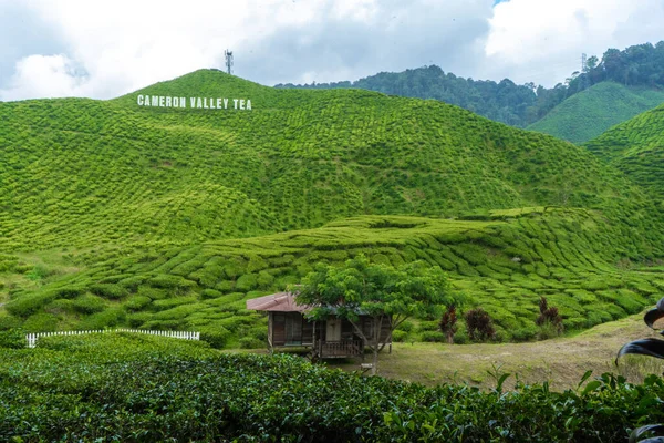 Teeplantagen Cameron Valley Grüne Hügel Hochland Malaysias Teeproduktion Grüne Büsche — Stockfoto