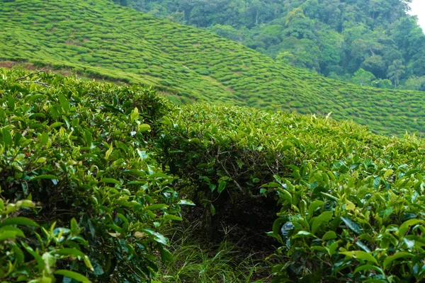 Tea plantations Cameron Valley. Green hills in the highlands of Malaysia. Tea production. Green bushes of young tea