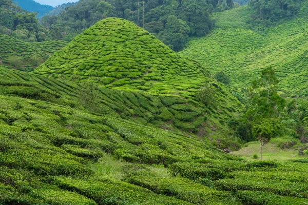 Teeplantagen Cameron Valley Grüne Hügel Hochland Malaysias Teeproduktion Grüne Büsche — Stockfoto