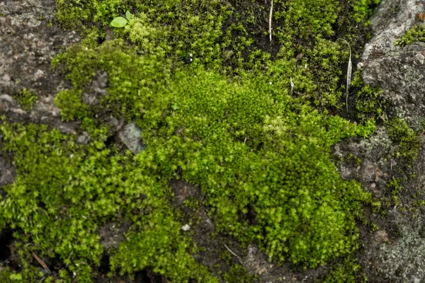 Grön Mossa Skogen Djungelstenar Grönska Ren Natur — Stockfoto