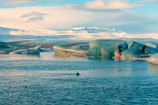 Pälssälar Simmar Bland Glaciärer Vintern Island Häpnadsväckande Naturlandskap — Stockfoto