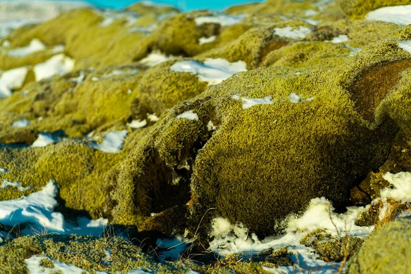 Zimní Krajina Islandu Pole Ztuhlé Lávy Pokryté Mechem Pokryto Sněhem — Stock fotografie