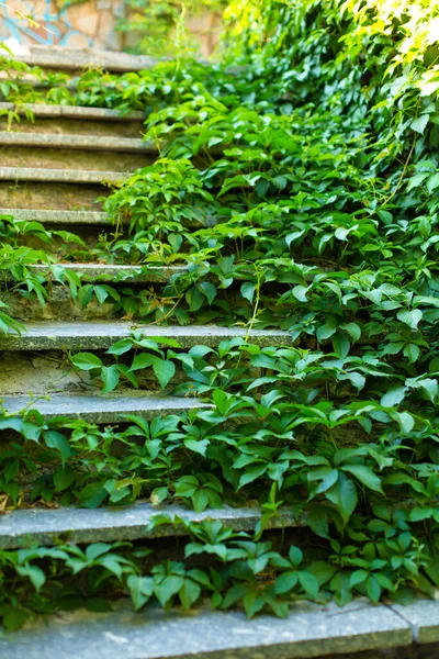 Pedra Degraus Escadaria Rua Coberto Com Hera Verde — Fotografia de Stock