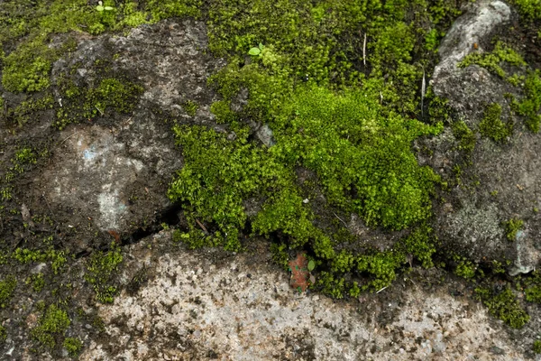 森の中の緑の苔 ジャングルの石緑 純粋な自然 — ストック写真