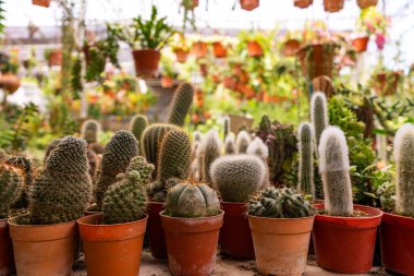 Ev yapımı bitki kaktüsleri, saksılarda farklı şekillerde.