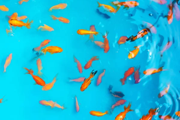 Pesci Tropicali Colorati Uno Stagno Decorativo Pesce Decorativo Arancione Sfondo — Foto Stock