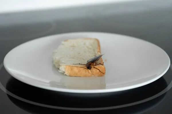 Eine Kakerlake Sitzt Auf Einem Stück Brot Einem Teller Der — Stockfoto