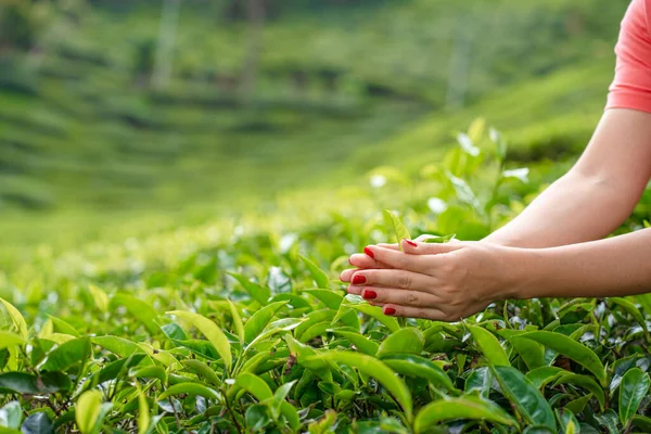 Close-up, the girl gently collects the top leaves of tea from green bushes high in the mountains. Tea Valley tea production.