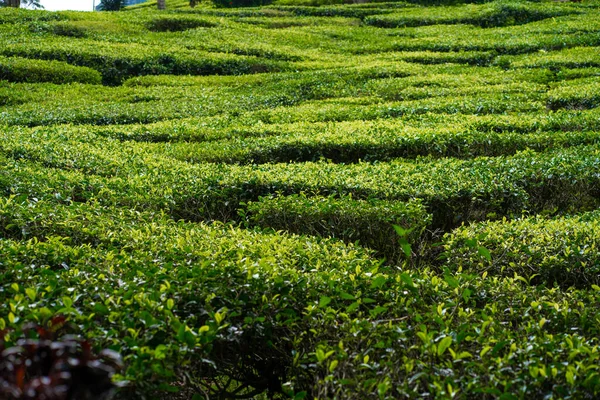 Tea Plantations Cameron Valley Green Hills Highlands Malaysia Tea Production — Stock Photo, Image