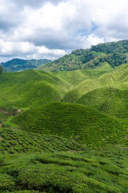 Cameron Vadisi 'ndeki çay tarlaları. Malezya 'nın dağlık kesimlerinde yeşil tepeler. Çay üretimi. Çayın yeşil çalıları