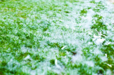 Yeşil çimenlikte kavak tüyü. Alerji.