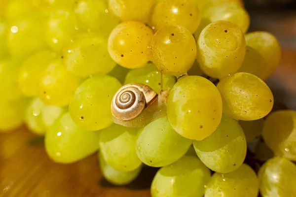 Primer Plano Pequeño Caracol Arrastrándose Sobre Las Uvas Quiche Mish —  Fotos de Stock