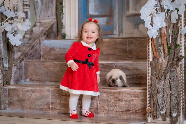 Маленькая Девочка Своим Кроликом Который Санта Подарил Рождество — стоковое фото
