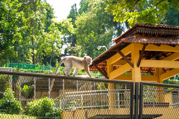 Monkey walking on the fence in the city park.