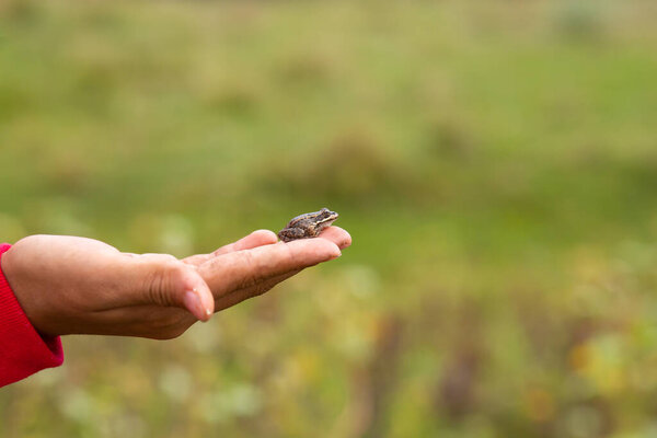 Девушка держит в ладони маленькую глиняную жабу на фоне зеленого поля.