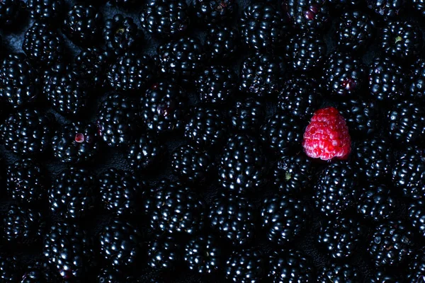 Concept Uniqueness Others Red Raspberry Heap Black Mulberries — Stock Photo, Image