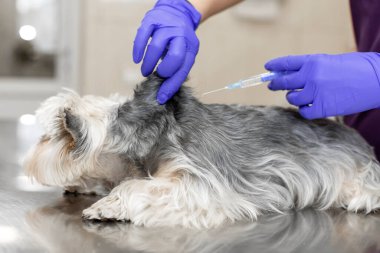 Doktor veteriner veteriner veteriner kliniğinde küçük bir köpeği aşıladı. Doktor veteriner bir köpek yavrusuna iğne yapıyor.