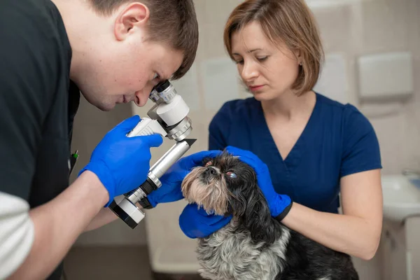 Ophtalmologiste Vétérinaire Effectue Une Intervention Médicale Examine Les Yeux Chien — Photo