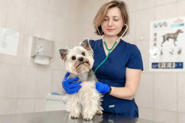 Fiatal Mosolygós Hivatásos Állatorvos Vizsga Kutya Fajta Yorkshire Terrier Segítségével — Stock Fotó