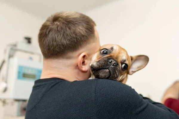 Propietario Sostiene Hombro Bulldog Francés Asustado Expresión Facial Después Visita — Foto de Stock