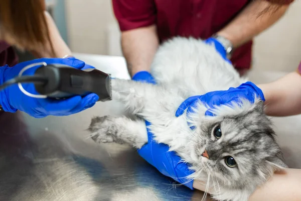 Veteriner Olan Genç Bir Kadın Anestezi Uzmanı Ameliyattan Önce Kediye — Stok fotoğraf