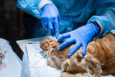 Profesyonel dişlerin veteriner kliniğinde köpek çıkarılması prosedürü. Anestezi görmüş köpek ameliyat masasında. Hayvan sağlığı konsepti.