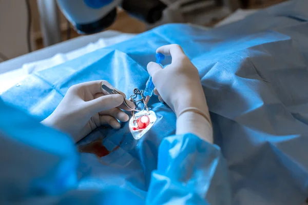 Mascota Oftalmólogo Cirujano Haciendo Difícil Operación Ojo Perro Lesionado —  Fotos de Stock