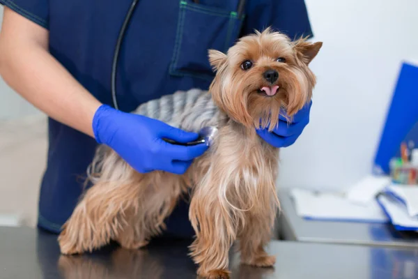 Profesyonel veteriner, steteskop kullanan küçük bir köpek cinsini inceliyor. Kafkas görünümlü genç bir erkek veteriner veteriner veteriner kliniğinde çalışıyor. Köpek veterinerde muayene ediliyor..