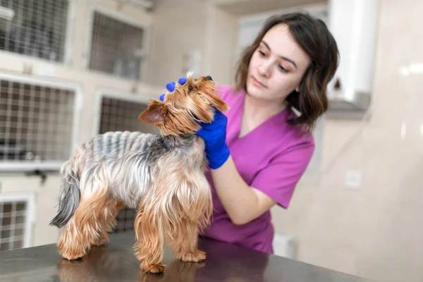 Professzionális Állatorvos Beoltja Egy Kis Kutyafajta Yorkshire Terrier Egy Fiatal — Stock Fotó