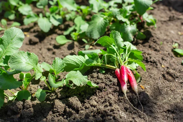 Gegraven Verse Jonge Radijs Ligt Grond Een Moestuin — Stockfoto