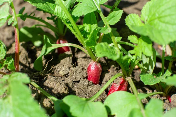 Vers Jong Radijs Ligt Grond Een Moestuin — Stockfoto