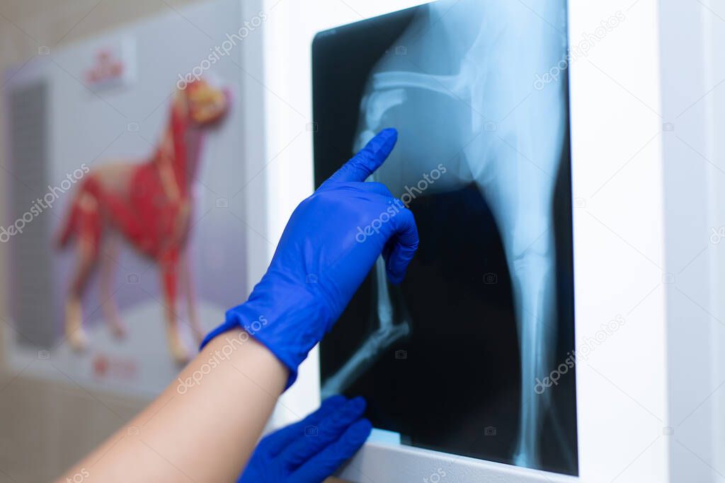 A professional doctor radiologist with gloves is looking at an X-ray picture on the background of a negatoscope which shows a fracture of the femur with a displacement in a small dog.