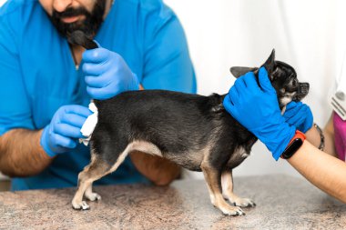 Veterinerler veteriner kliniğinde bir köpeğin paraanal bezlerini temizler. Köpeklerin sağlığı için gerekli bir prosedür. Hayvan bakımı.