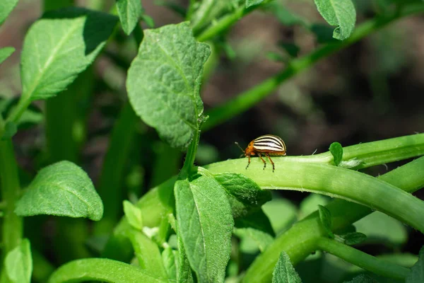 Colorado Kevers Eten Aardappeloogst Tuin — Stockfoto