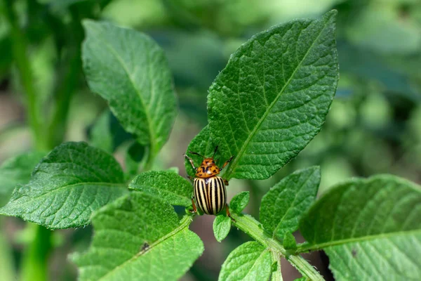 Colorado Kevers Eten Aardappeloogst Tuin — Stockfoto