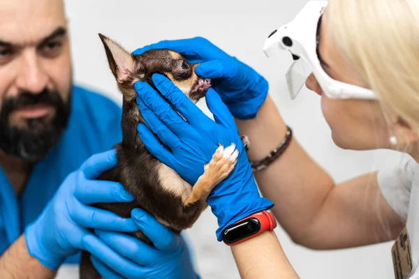 Professional veterinary examination of a dogs teeth. Pet health.