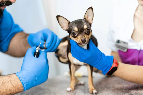 Professional Veterinarian Cuts Claws Small Dog Chihuahua Breed Manipulation Table — Stock Photo, Image
