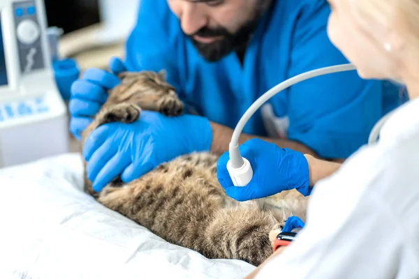 Veterinari Effettuano Esame Ecografico Gatto Domestico — Foto Stock