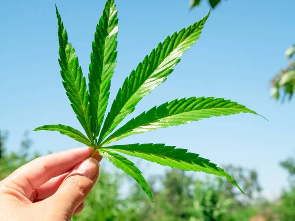 Hoja Cannabis Verde Mano Contra Cielo Azul Claro — Foto de Stock