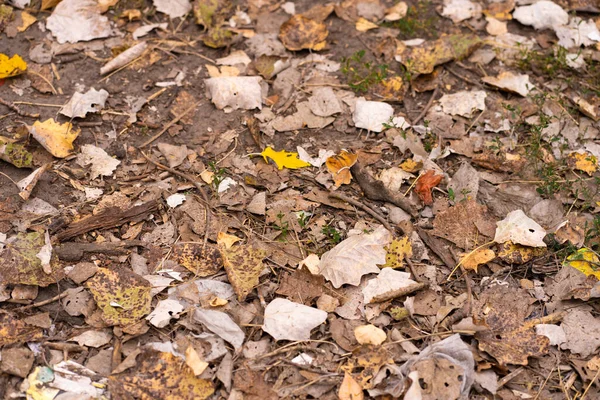 Fallen Dry Maple Leaves Lying Ground Autumn Background Texture — Stock Photo, Image