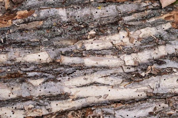 Textura Detalhada Uma Casca Árvore Uma Árvore Comida Por Térmitas — Fotografia de Stock