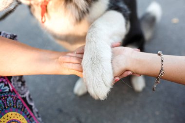 Yakından insanlar birbirlerinin ellerini ve köpek patilerini tutarlar..