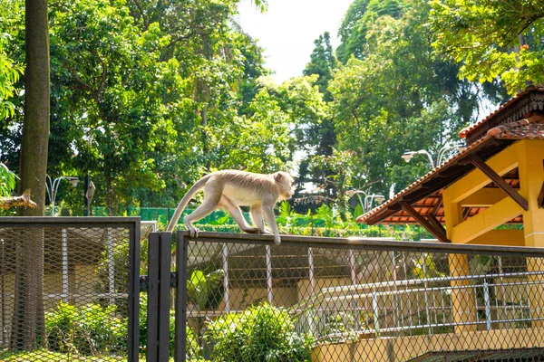 Mono Caminando Valla Parque Ciudad — Foto de Stock