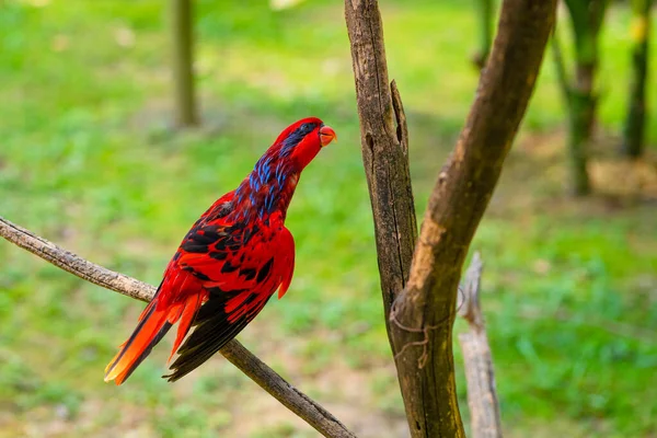 Hihetetlenül Gyönyörű Tüzes Vörös Trópusi Papagáj — Stock Fotó